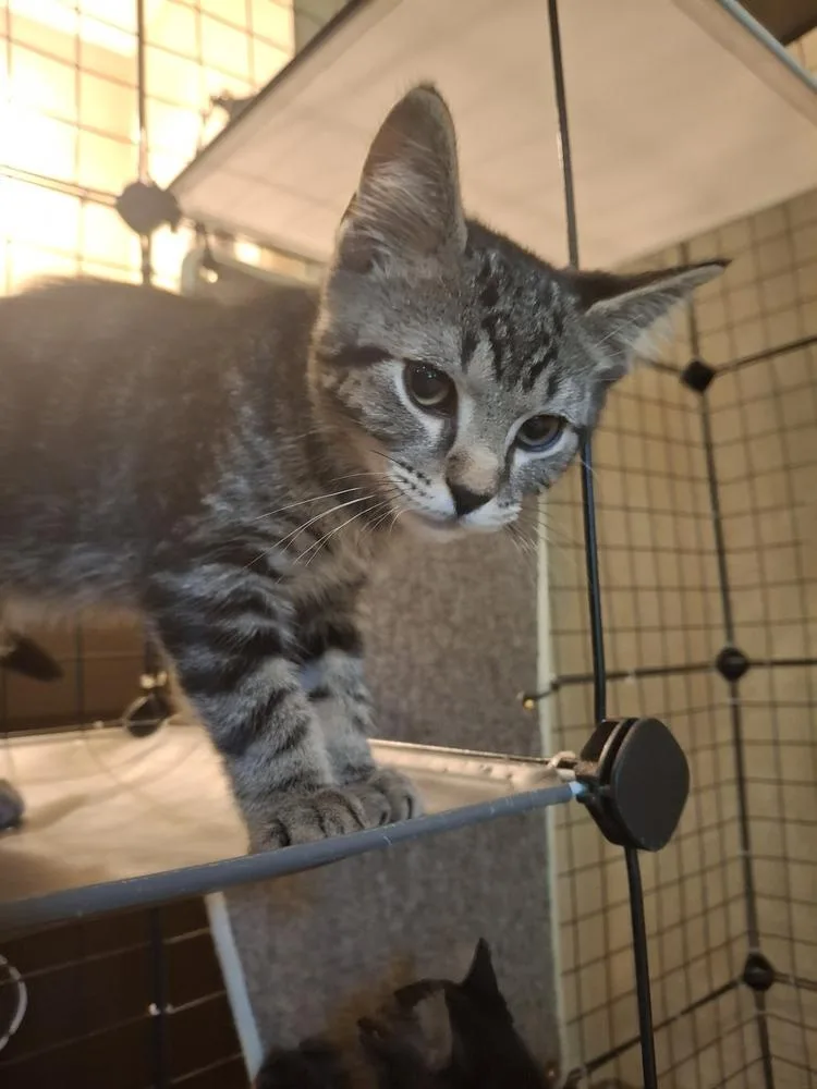 A baby small-sized male Domestic Short Hair cat named Moe Ch for adoption in Peoria, IL