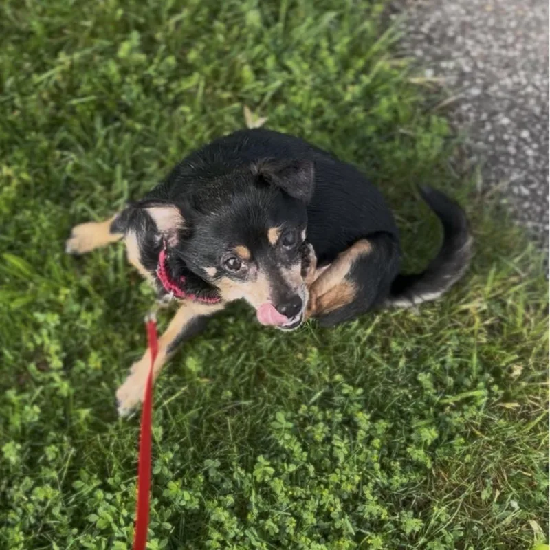 A senior small-sized male Black Chihuahua dog named Felix for adoption in Marysville, OH