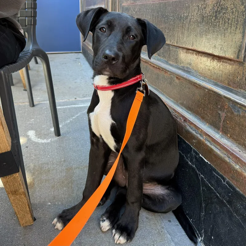A baby medium-sized male Black Black Labrador Retriever dog named Terry for adoption in Brooklyn, NY