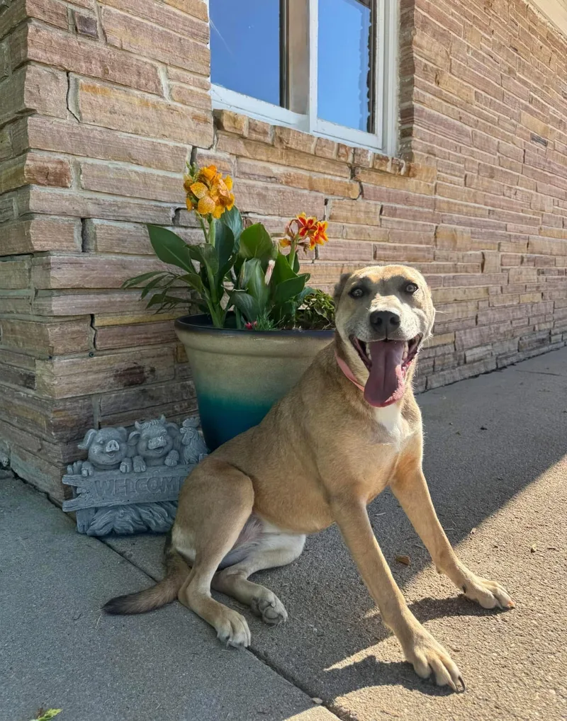 A young medium-sized female Yellow / Tan / Blond / Fawn Labrador Retriever dog named Reba for adoption in Lexington, NE