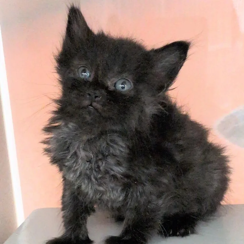 A baby small-sized female Black Domestic Short Hair cat named Cotton for adoption in Reno, NV