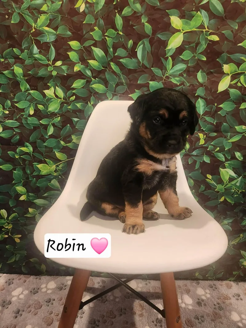 A young medium-sized female Coonhound dog named Robin Bl for adoption in Clinton, MI