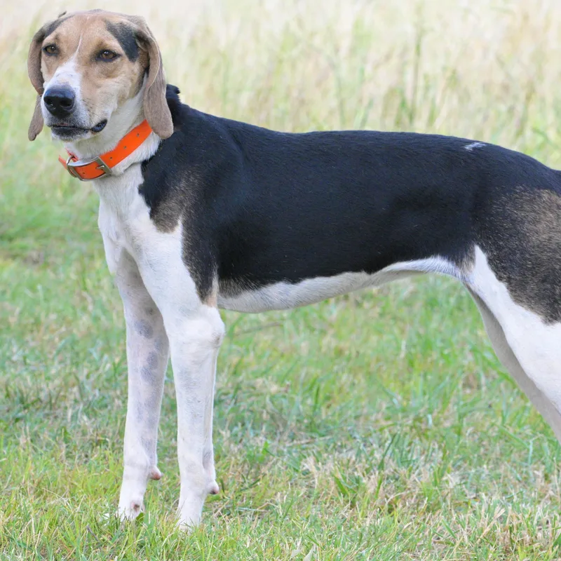 A young medium-sized female Tricolor (Brown, Black, & White) Treeing Walker Coonhound dog named Flora for adoption in Okolona, MS