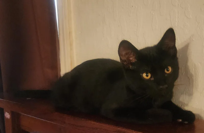 A baby medium-sized male Black Domestic Short Hair cat named Booger for adoption in Sonora, CA
