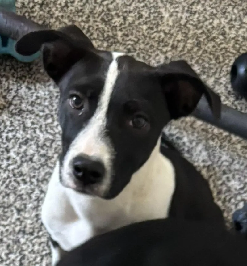 A baby medium-sized female Border Collie dog named Rachel for adoption in Thompson Falls, MT