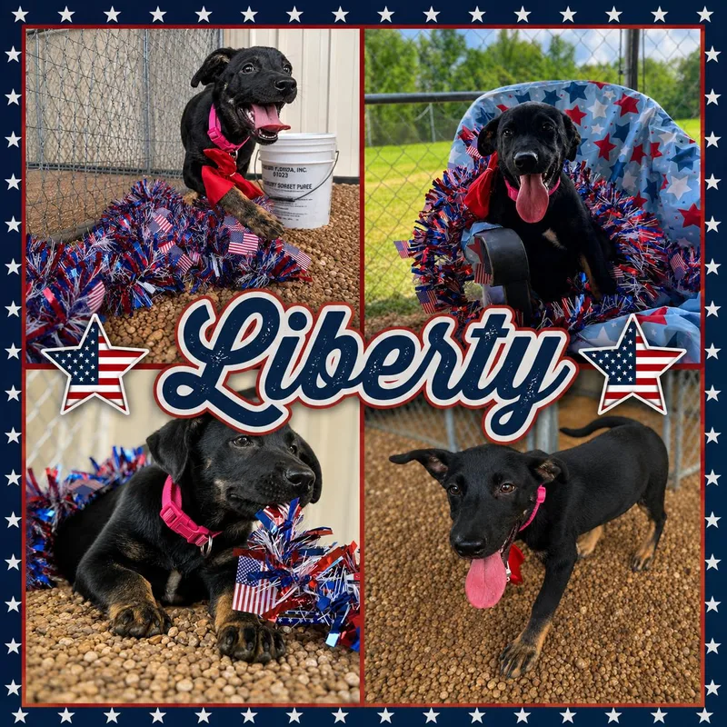 A baby medium-sized female Black Labrador Retriever dog named Liberty for adoption in Jackson, TN
