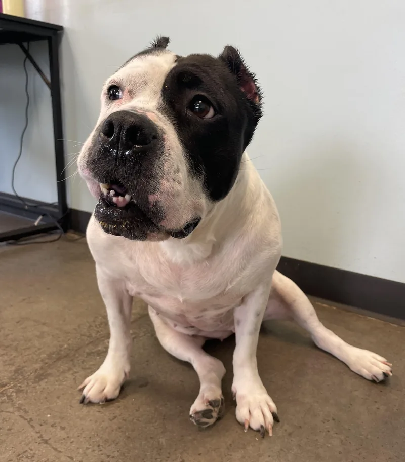 An adult large-sized female Black Mixed Breed dog named Cece for adoption in Mishawaka, IN