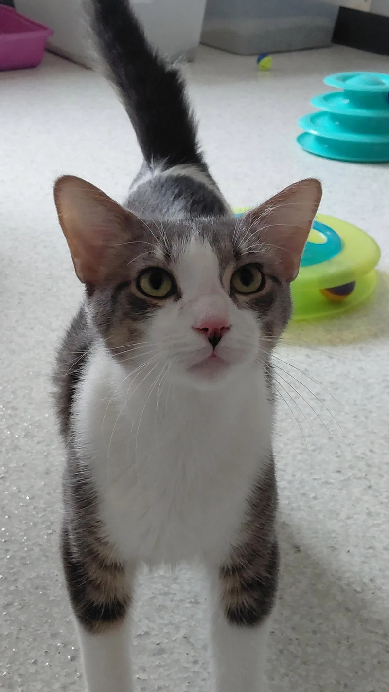 An adult large-sized male Domestic Medium Hair cat named Nash for adoption in Montello, WI