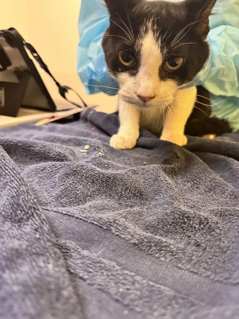 A baby small-sized male Black & White / Tuxedo Domestic Short Hair cat named Miney for adoption in Raleigh, NC