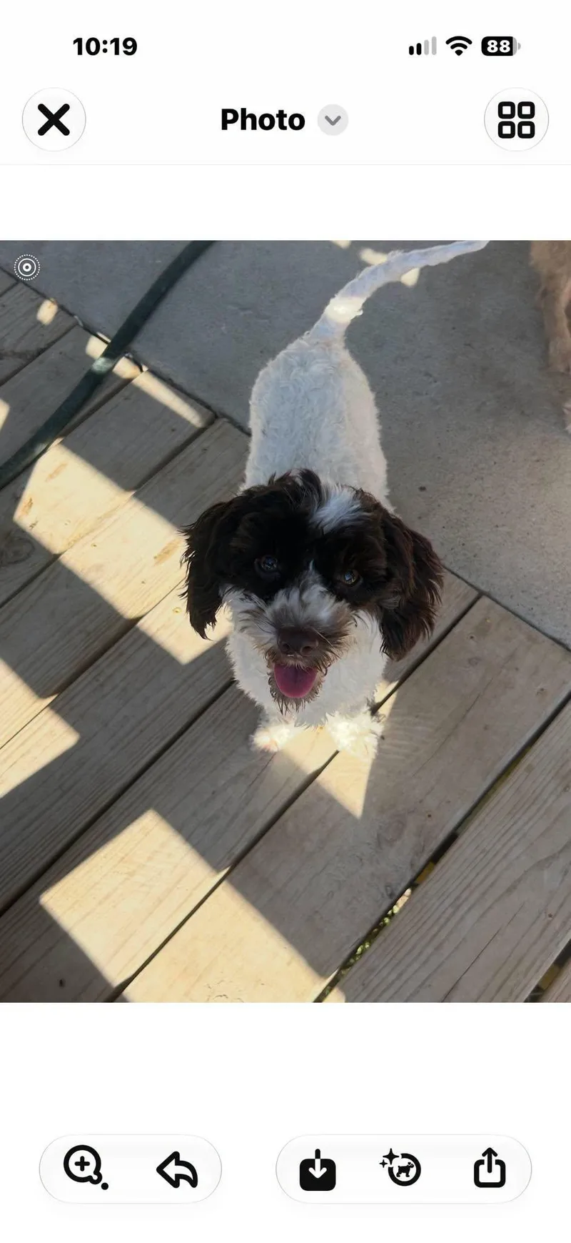 A young small-sized male White / Cream Miniature Poodle dog named Tito for adoption in Winsted, CT