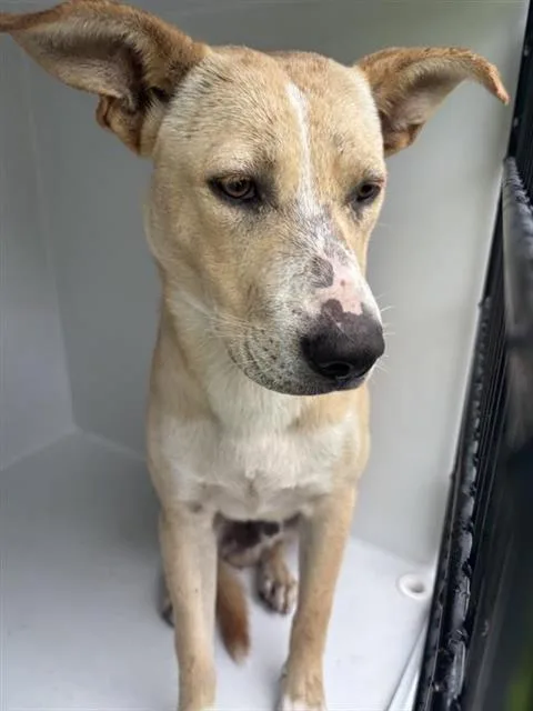 An adult large-sized male Carolina Dog dog named A for adoption in Houston, TX