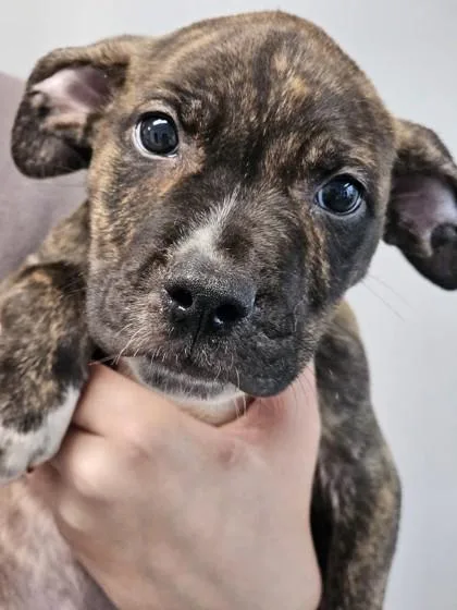 Wilkes fka Pup