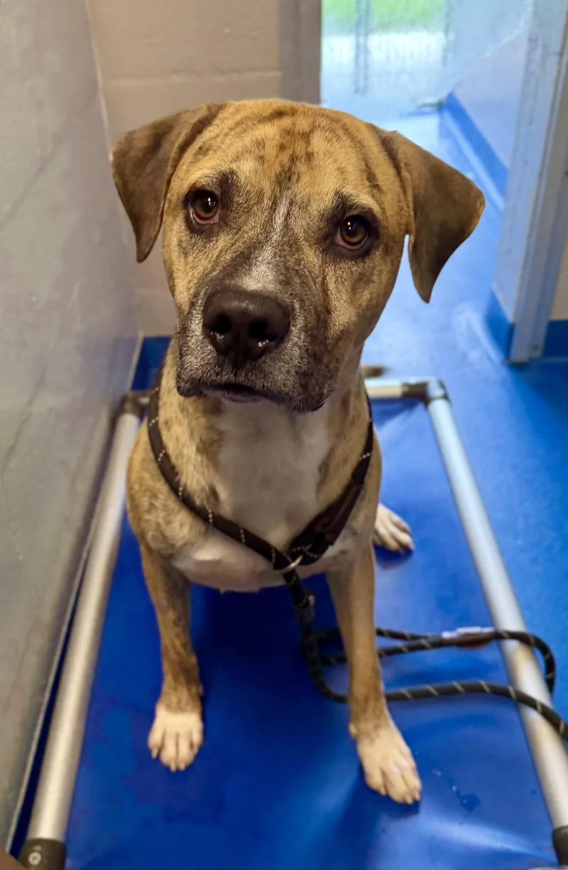 An adult medium-sized male Brindle Boxer dog named Gamble for adoption in Lancaster, SC