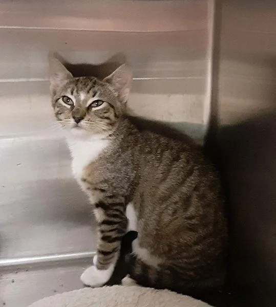 A baby medium-sized male Domestic Short Hair cat named Brooks for adoption in Massapequa, NY