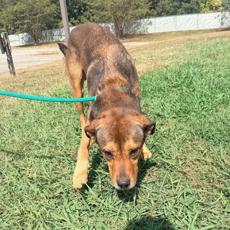 An adult small-sized male Yellow / Tan / Blond / Fawn Mixed Breed dog named Davey for adoption in Corinth, MS