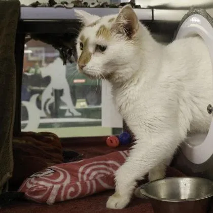 A young medium-sized female Domestic Short Hair cat named Amaretto for adoption in Madison, WI