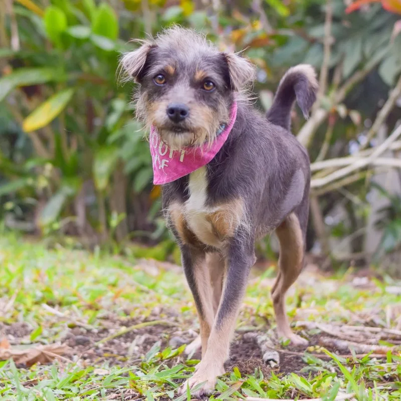 An adult small-sized female Gray / Blue / Silver Mixed Breed dog named Mia for adoption in Kailua Kona, HI