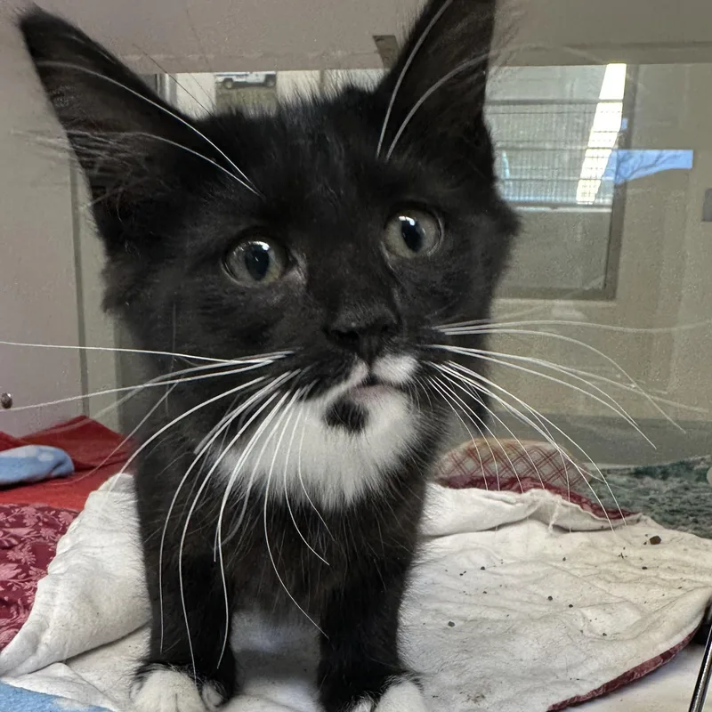 A baby small-sized female Black Domestic Medium Hair cat named Obsidian for adoption in Manassas, VA