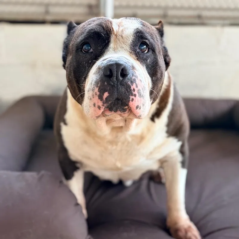 A senior large-sized female White / Cream Pit Bull Terrier dog named Panda for adoption in Aldie, VA