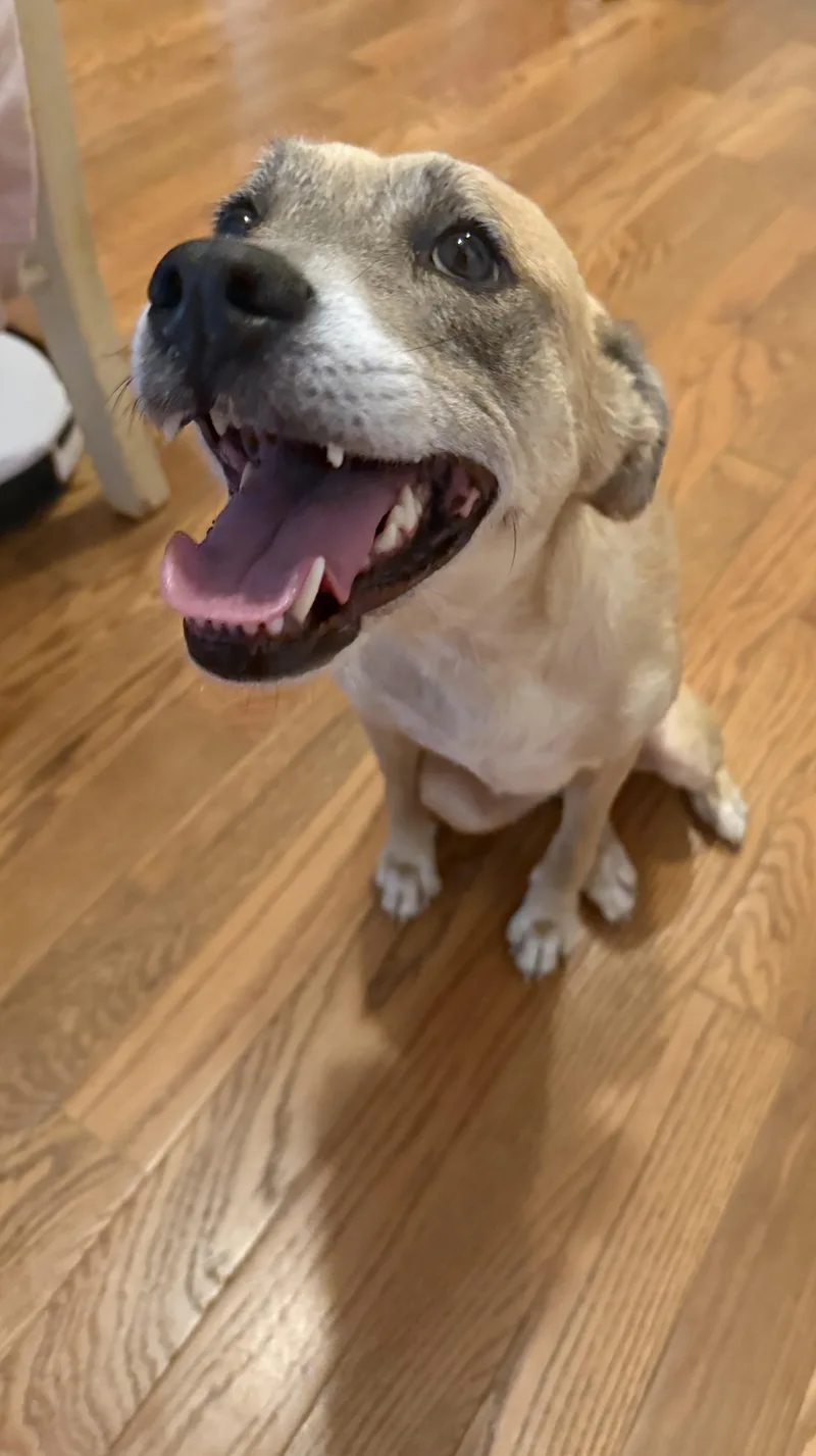 An adult medium-sized female Mixed Breed dog named Sammi for adoption in Eagleville, TN