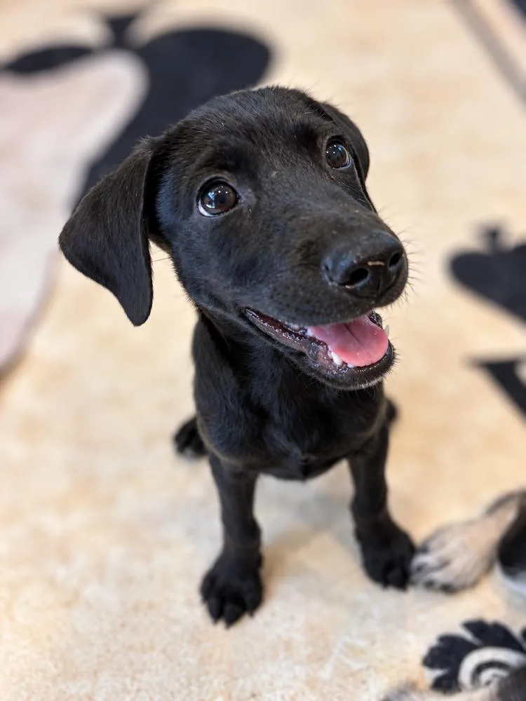 A baby medium-sized male Terrier dog named Gus for adoption in Saugus, MA