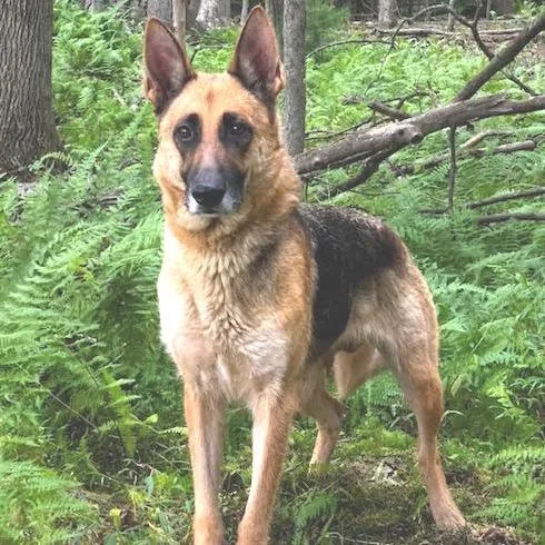 An adult large-sized female Black German Shepherd Dog dog named Daisy for adoption in New Ringgold, PA
