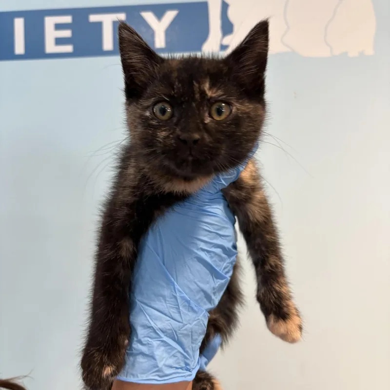 A baby small-sized female Black Domestic Short Hair cat named Freya for adoption in Chesapeake, VA