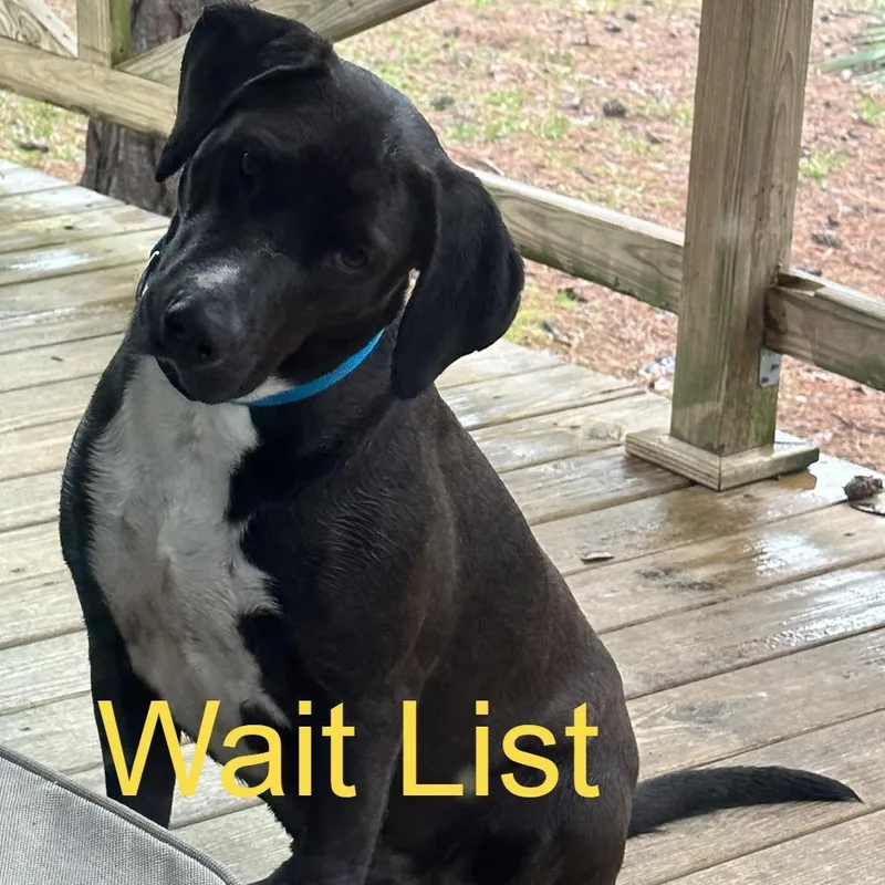 An adult medium-sized female Black Labrador Retriever dog named Stella for adoption in Livingston, TX