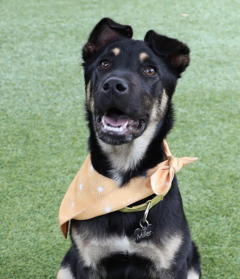 A young medium-sized male Shepherd dog named Roger for adoption in Keller, TX