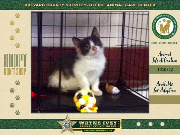 A baby medium-sized female Domestic Short Hair cat named French Toast for adoption in Melbourne, FL