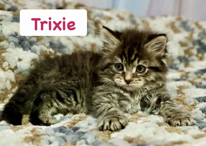 Trixie thumbnail 2