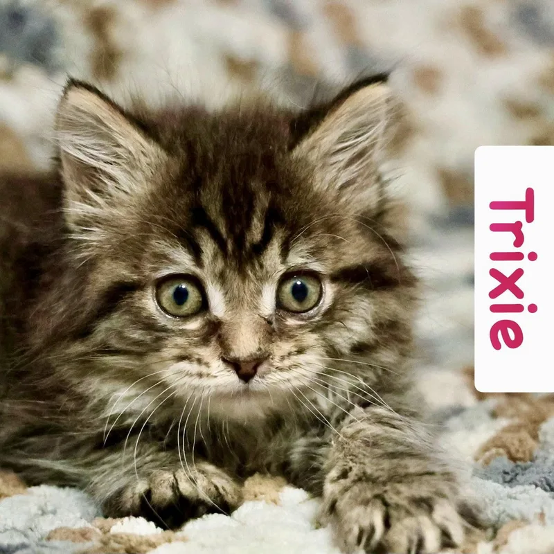 Trixie thumbnail 3