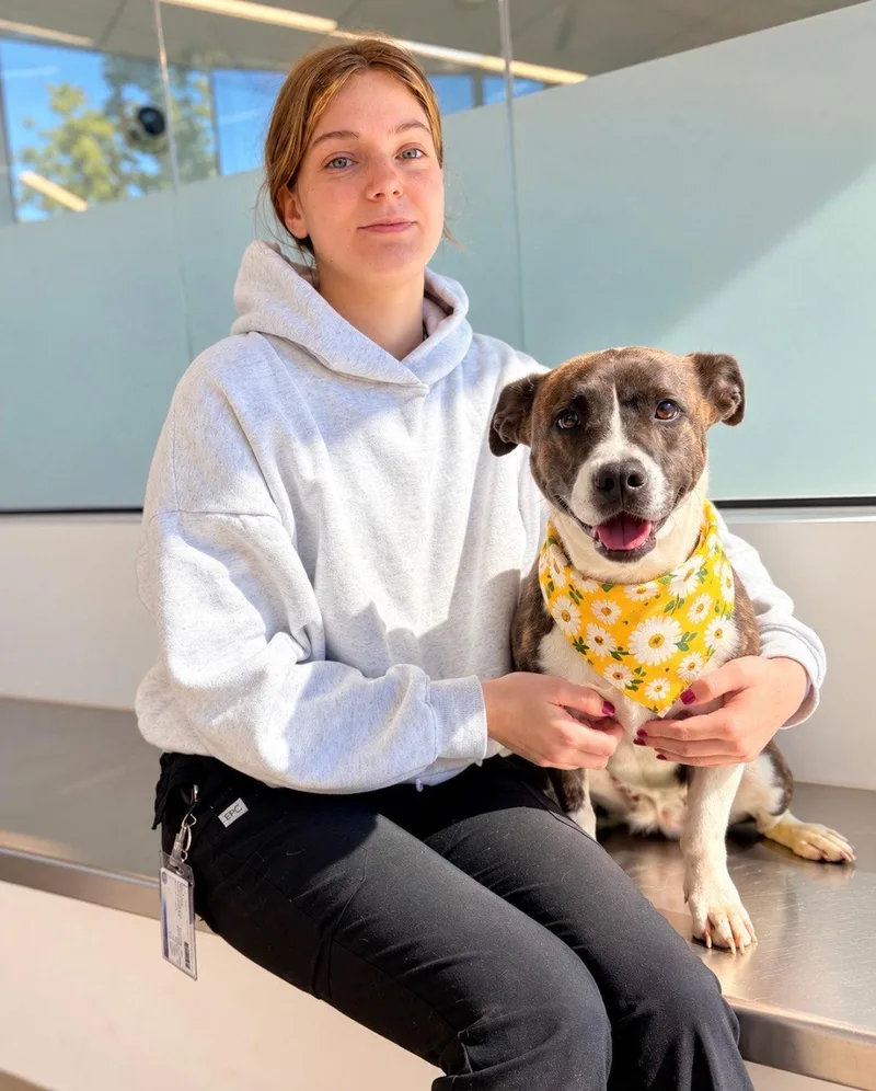 An adult medium-sized female Boxer dog named Cocoa for adoption in Euless, TX