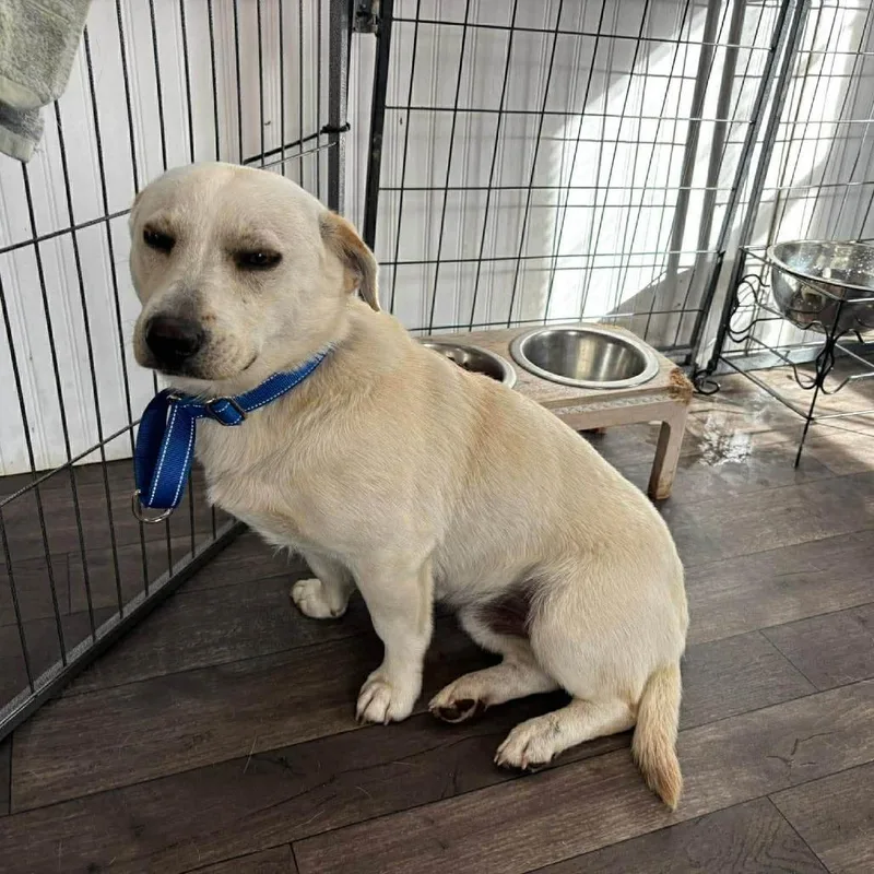 A young medium-sized male White / Cream Mixed Breed dog named Banjo for adoption in Cleveland, TN