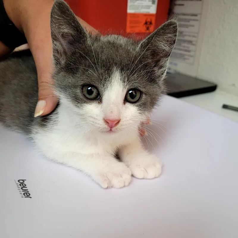 A baby small-sized male Domestic Short Hair cat named Horus for adoption in Allyn, WA