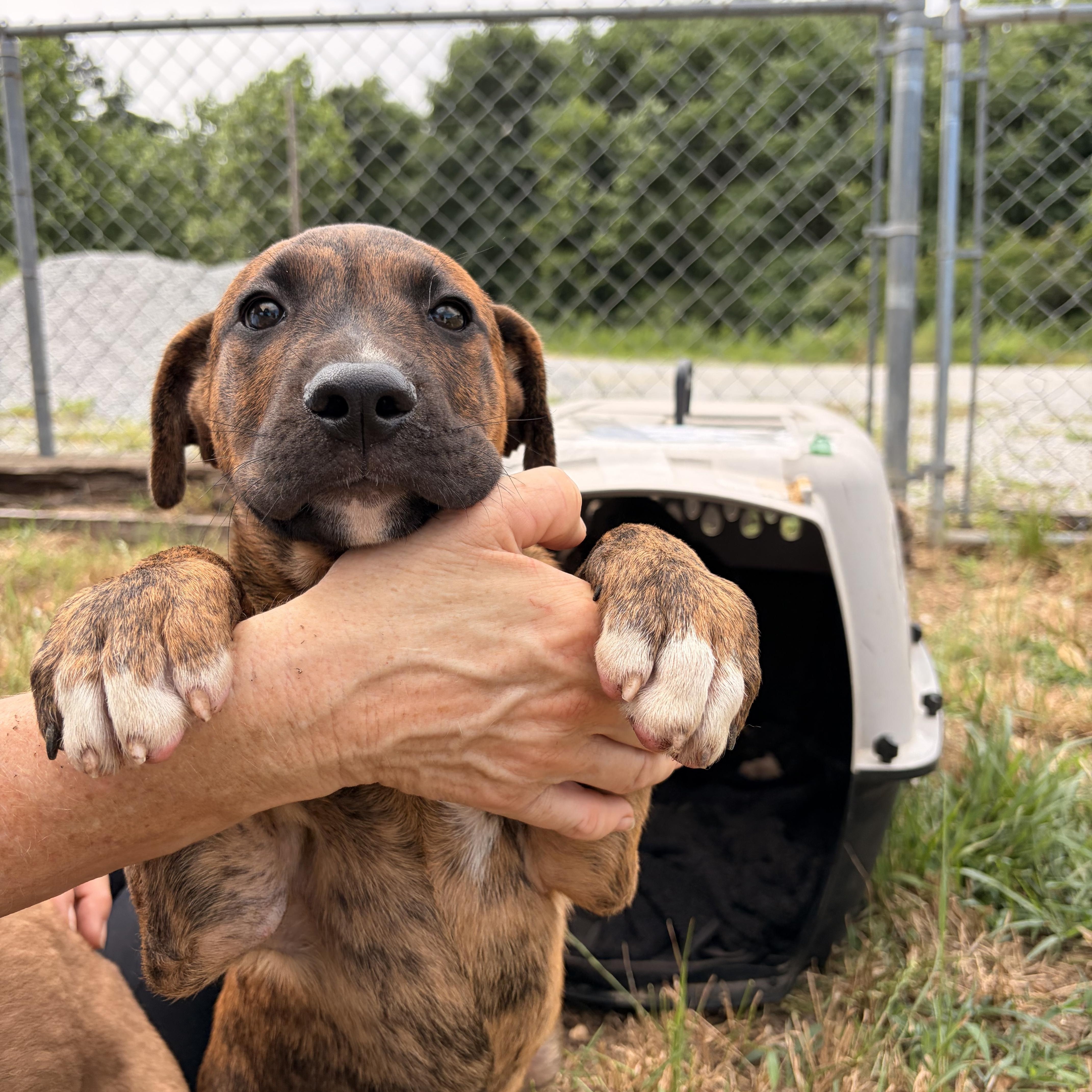 A baby medium-sized male Brindle Black Mouth Cur dog named Mozie for adoption in Melbourne, AR