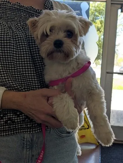 An adult small-sized female Shih Tzu dog named Sasha for adoption in New Orleans, LA