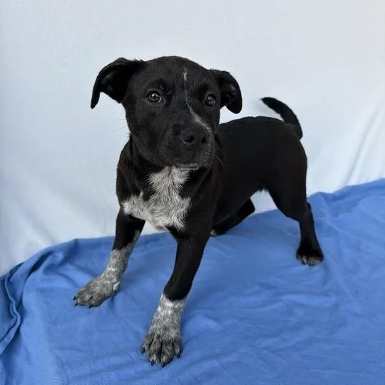 A baby small-sized female Black Australian Cattle Dog / Blue Heeler dog named Missy Smelliot for adoption in Carencro, LA