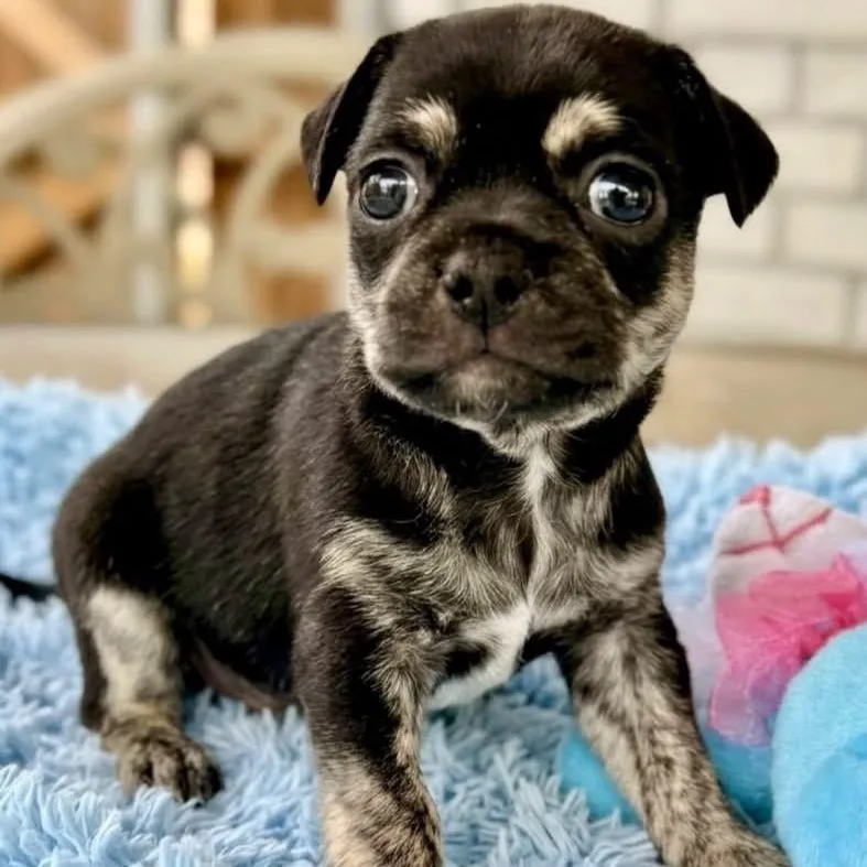 A baby small-sized male Chug dog named Johnny for adoption in Rockwall, TX