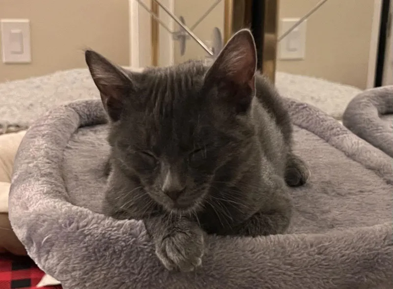 A young medium-sized male Gray / Blue / Silver Domestic Short Hair cat named Coal for adoption in San Jose, CA