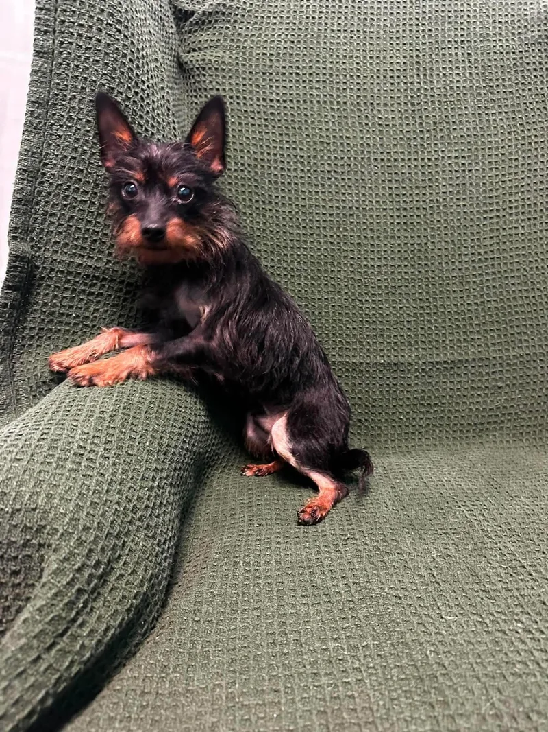 A young small-sized male Yorkshire Terrier dog named Jack for adoption in Walker, LA
