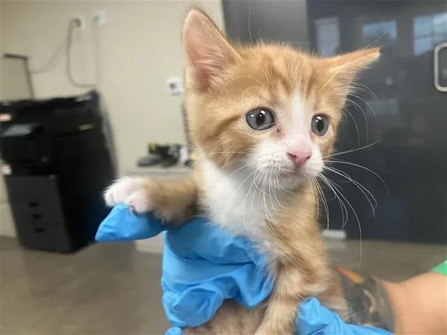A baby small-sized male Domestic Short Hair cat named Pineapple for adoption in San Antonio, TX