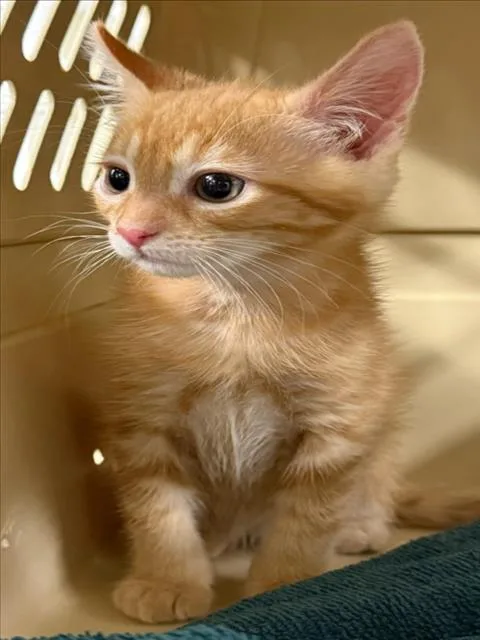 A baby small-sized male Orange / Red Domestic Short Hair cat named A for adoption in Woodland, CA