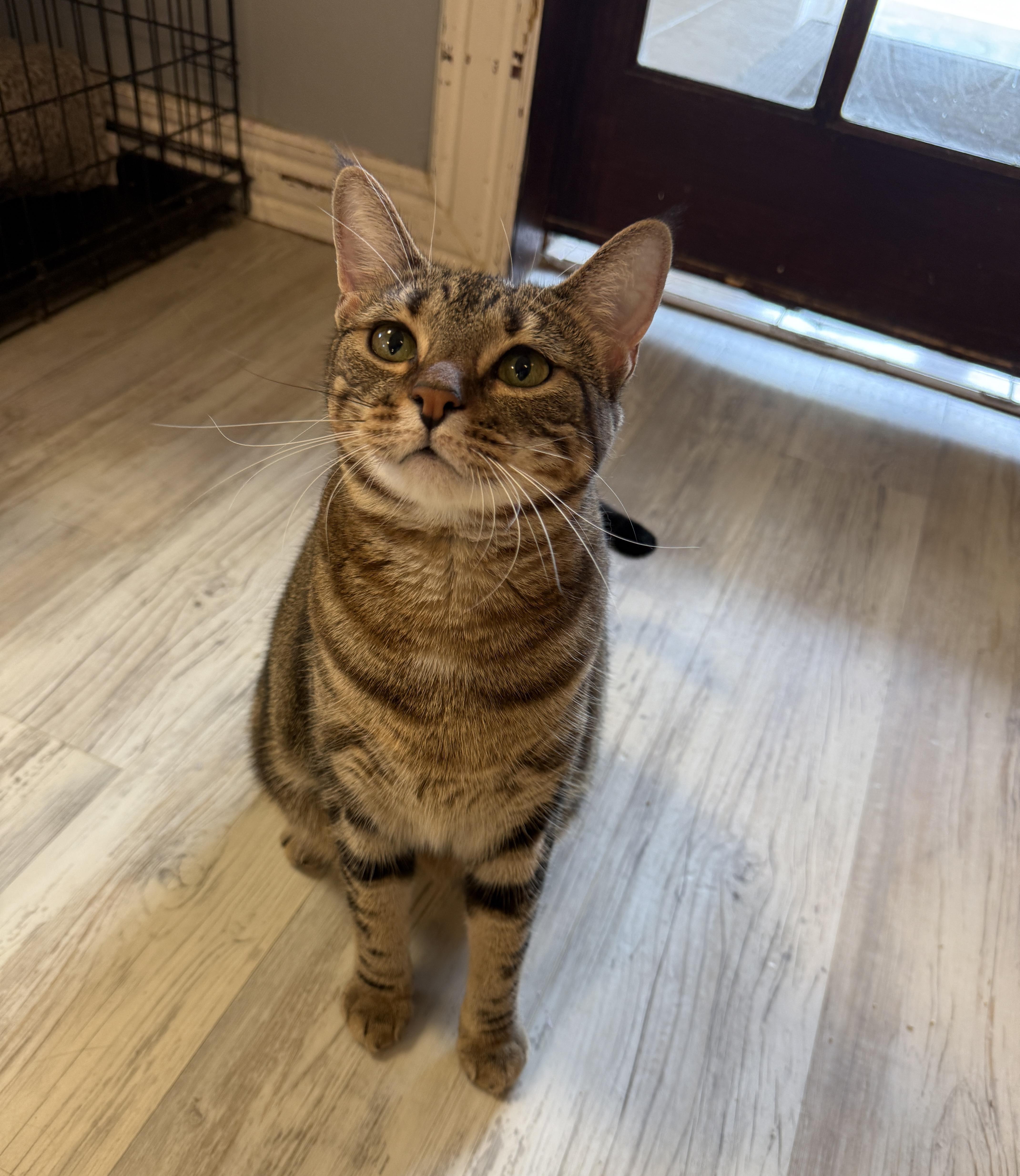 An adult medium-sized female Tabby (Leopard / Spotted) Domestic Short Hair cat named Riley for adoption in Freeport, NY
