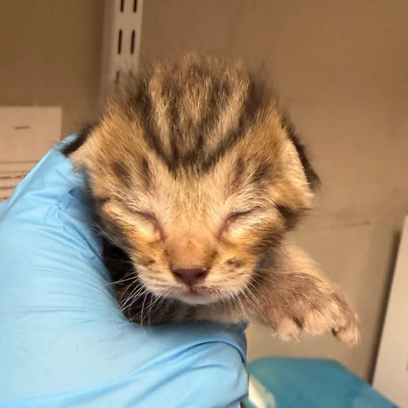 A baby small-sized male Brown / Chocolate Domestic Short Hair cat named Bunky for adoption in Yuma, AZ