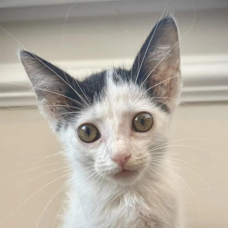 A baby small-sized female White Domestic Short Hair cat named Quinn for adoption in Sarasota, FL