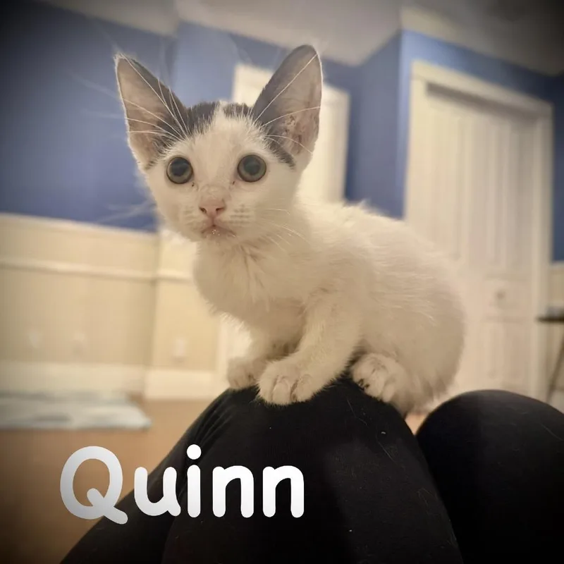 Quinn thumbnail 2