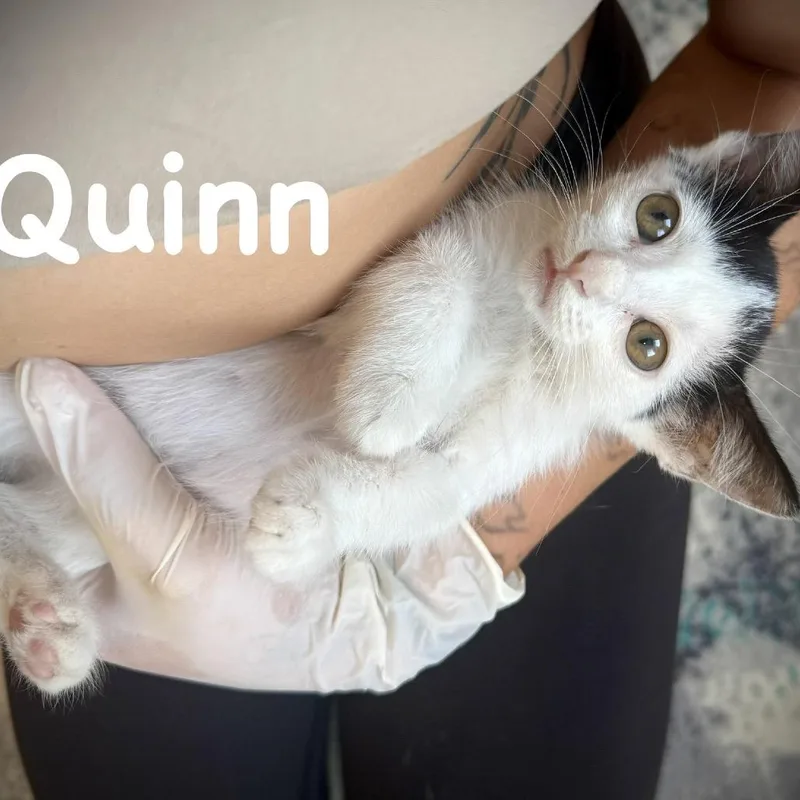 Quinn thumbnail 3