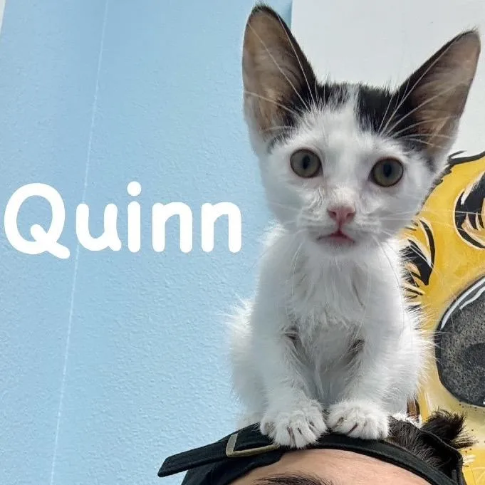 Quinn thumbnail 4