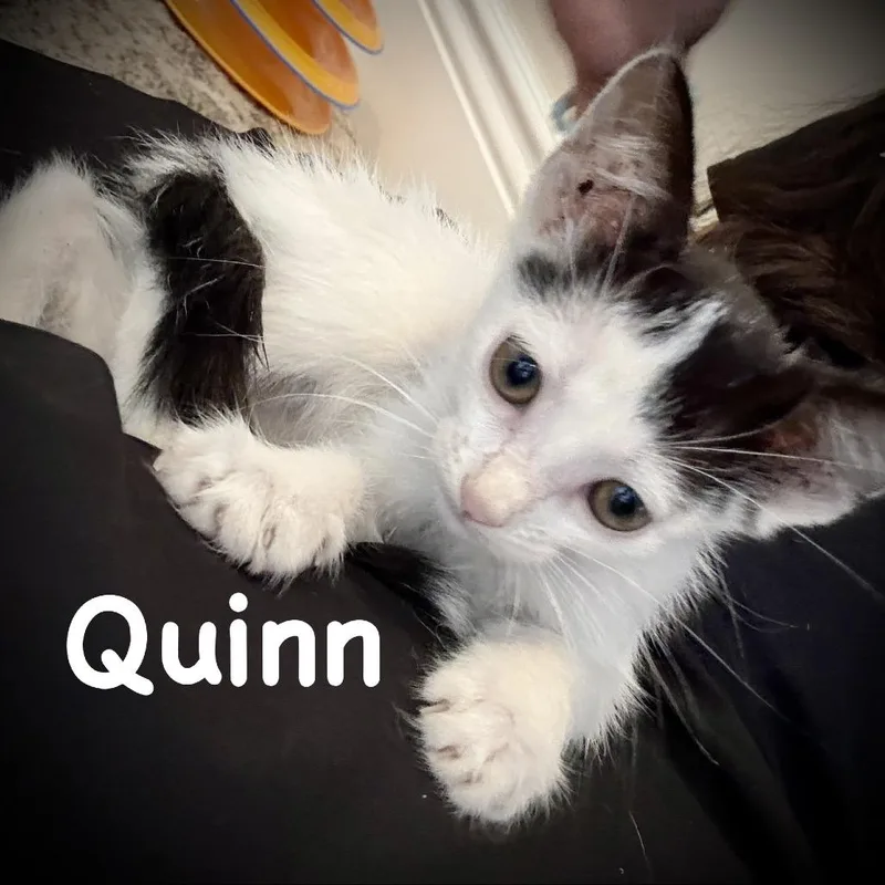 Quinn thumbnail 5